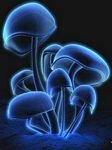 pic for Blue Mushroom by Mannipancho